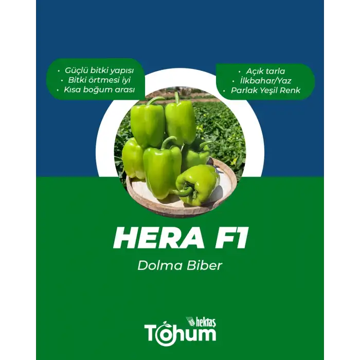 Hera F1 Dolma Biber Fidesi