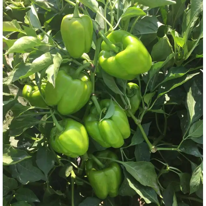 Hera F1 Dolma Biber Fidesi