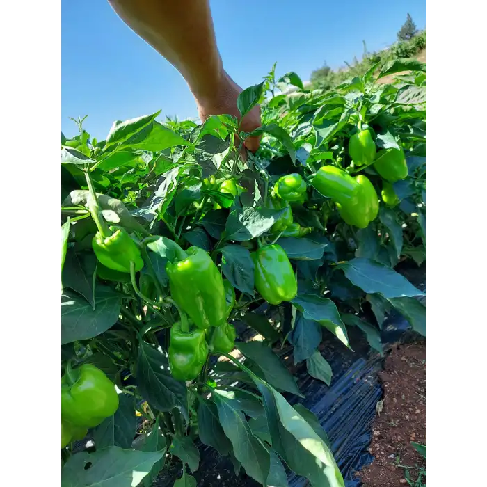 Hera F1 Dolma Biber Fidesi