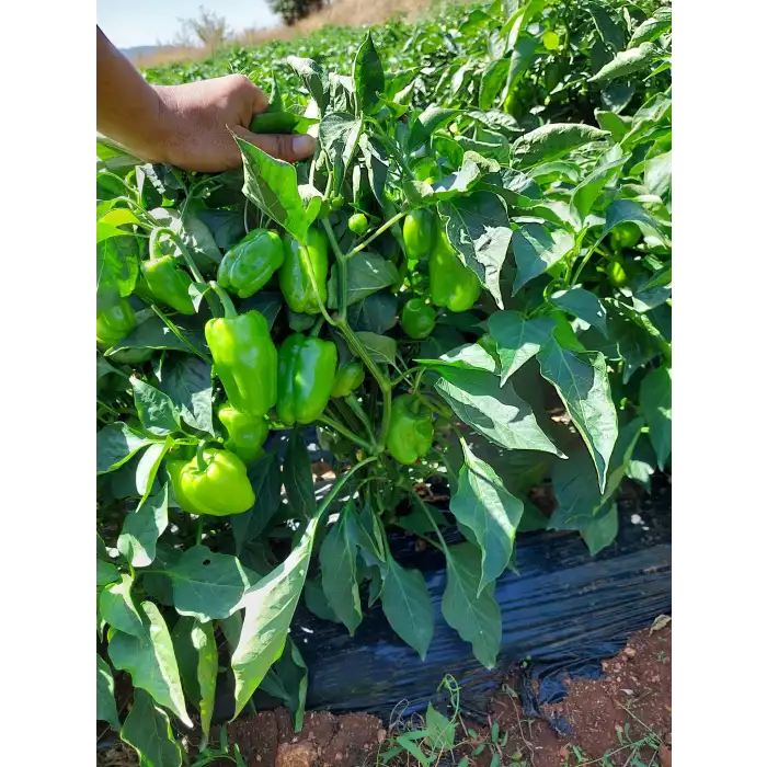 Hera F1 Dolma Biber Fidesi