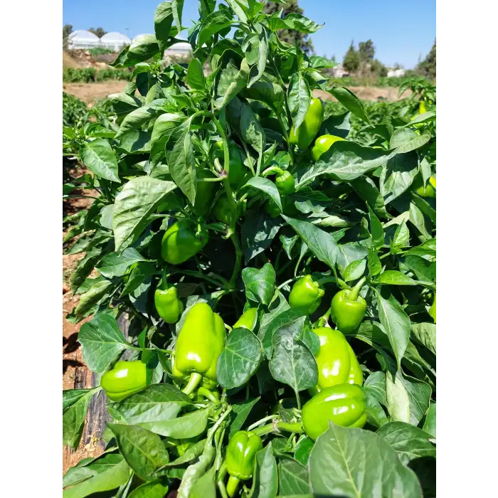 Hera F1 Dolma Biber Fidesi