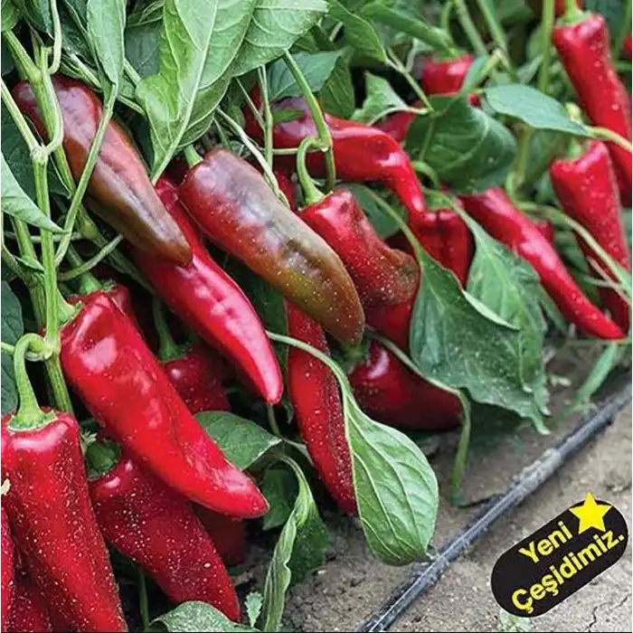 İlkay F1 Kapya Biber Fidesi