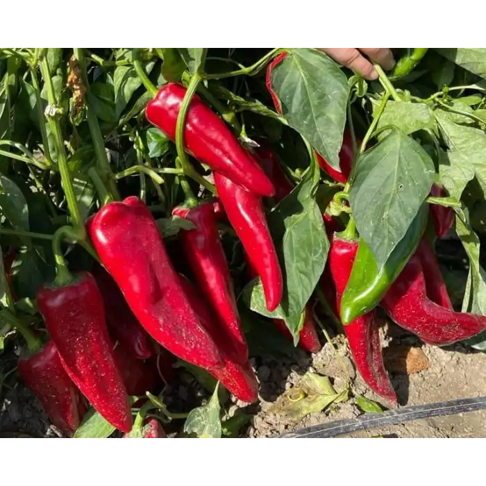 İlkay F1 Kapya Biber Fidesi