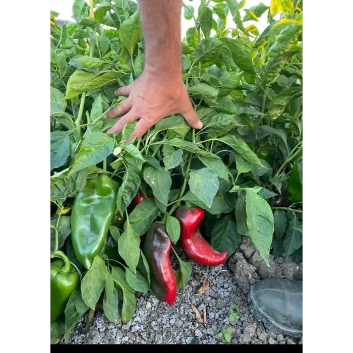 İlkay F1 Kapya Biber Fidesi