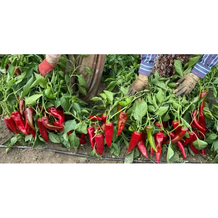 İlkay F1 Kapya Biber Fidesi