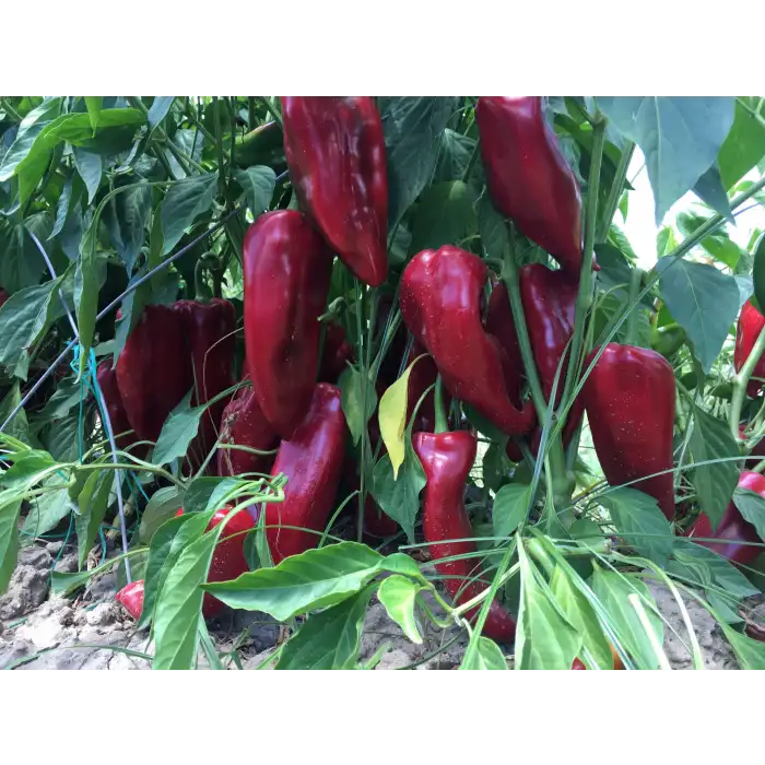 Imbat F1 Kapya Biber Tohumu 1000 Adet