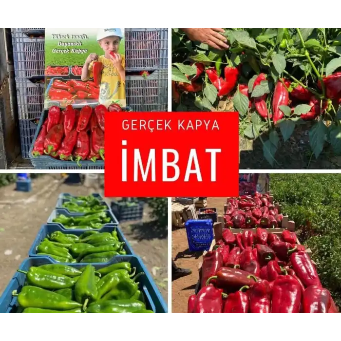 Imbat F1 Kapya Biber Tohumu 1000 Adet