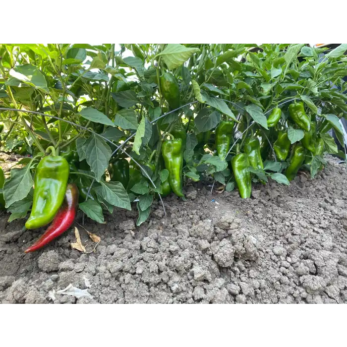 Imbat F1 Kapya Biber Tohumu 1000 Adet