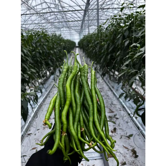 İncik F1 Tatlı Kıl Sivri Biber Fidesi