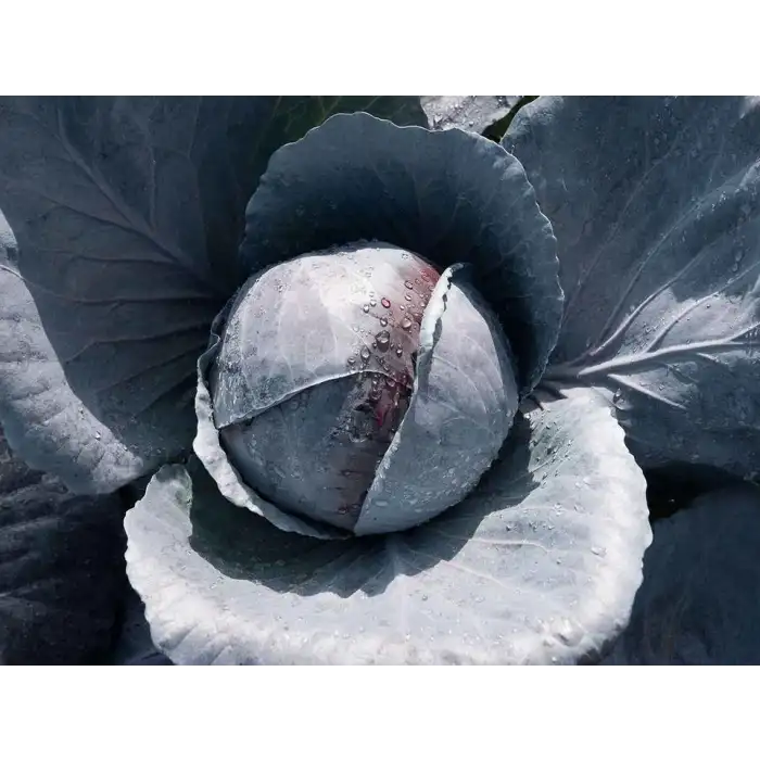 İntegro F1 Kırmızı Lahana Fidesi