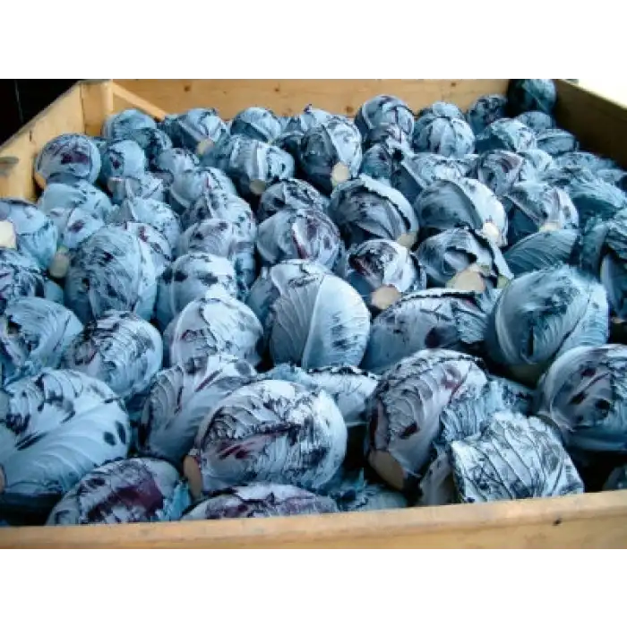 İntegro F1 Kırmızı Lahana Fidesi