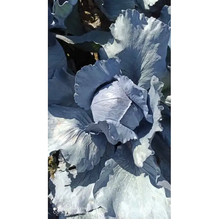 İntegro F1 Kırmızı Lahana Fidesi