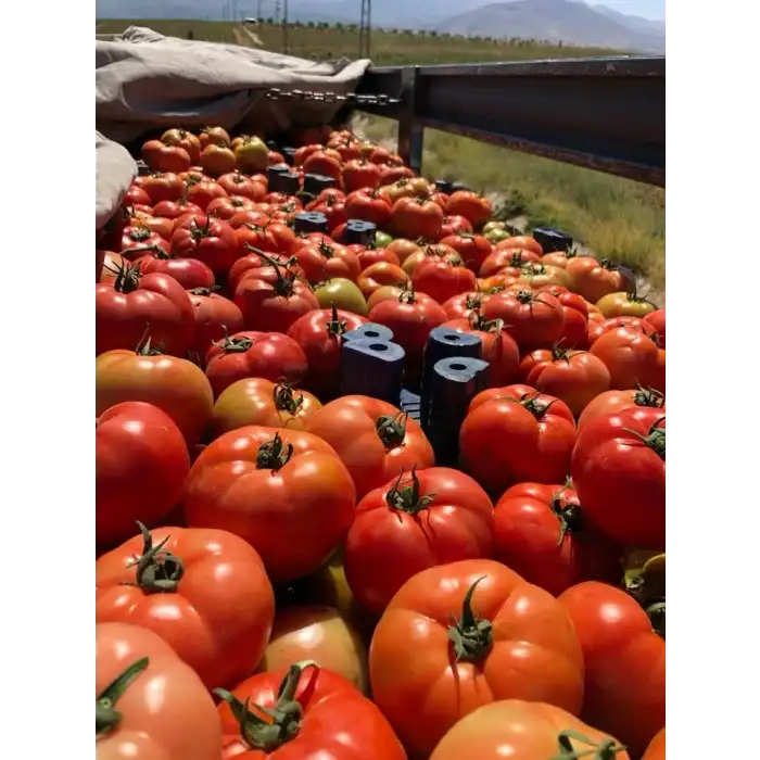 Jamilla F1 Oturak Domates Fidesi