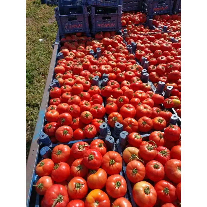 Jamilla F1 Oturak Domates Fidesi