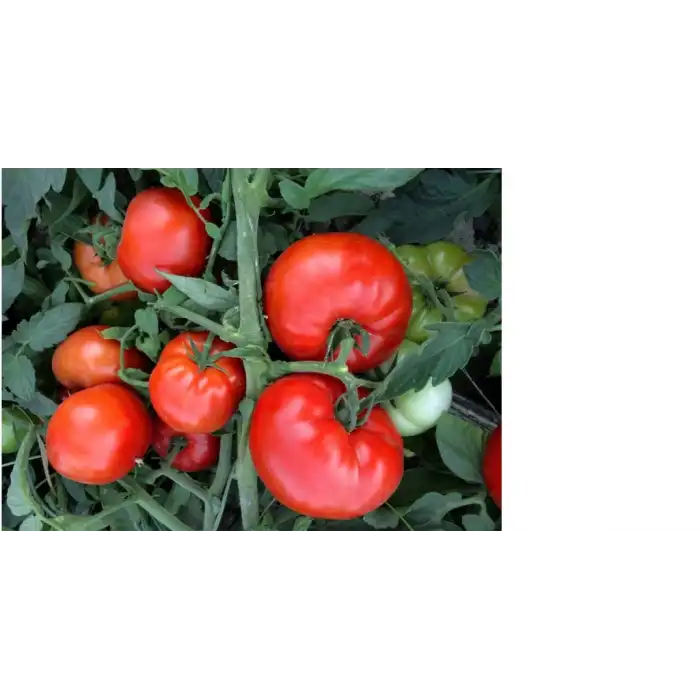 Jamilla F1 Oturak Domates Fidesi