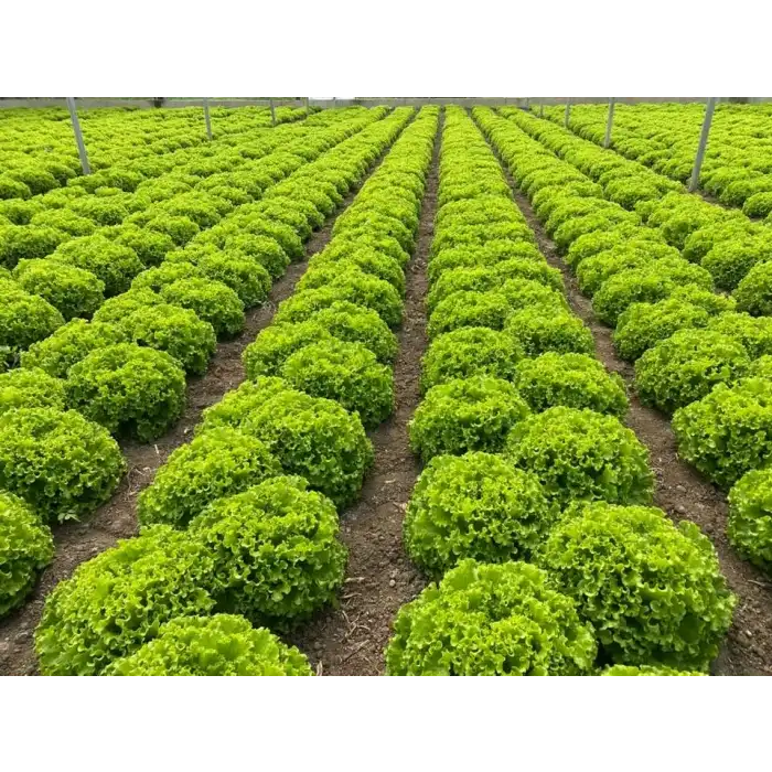 Kanaryole Kıvırcık Marul Tohumu 5.000 Adet