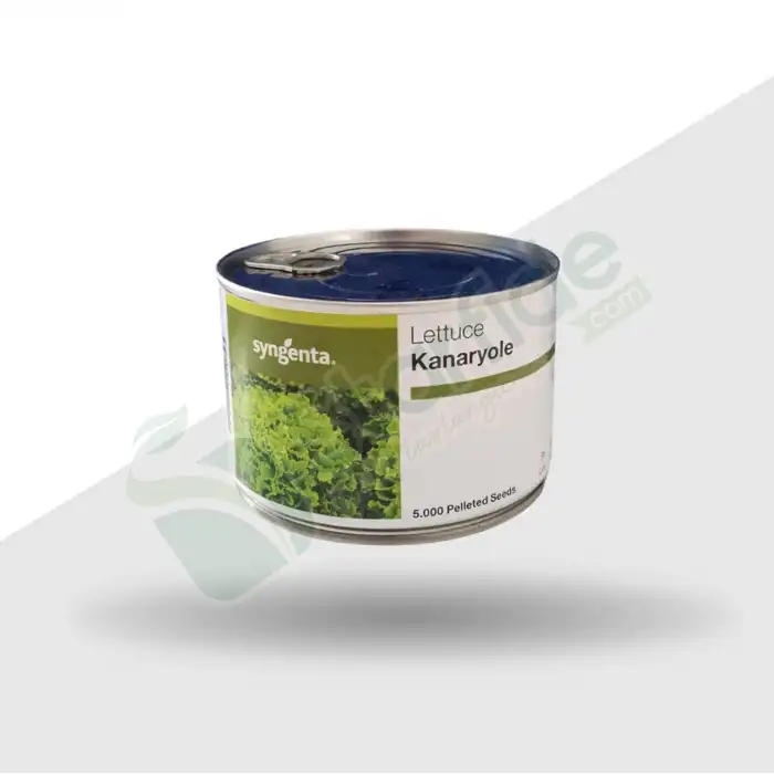 Kanaryole Kıvırcık Marul Tohumu 5.000 Adet
