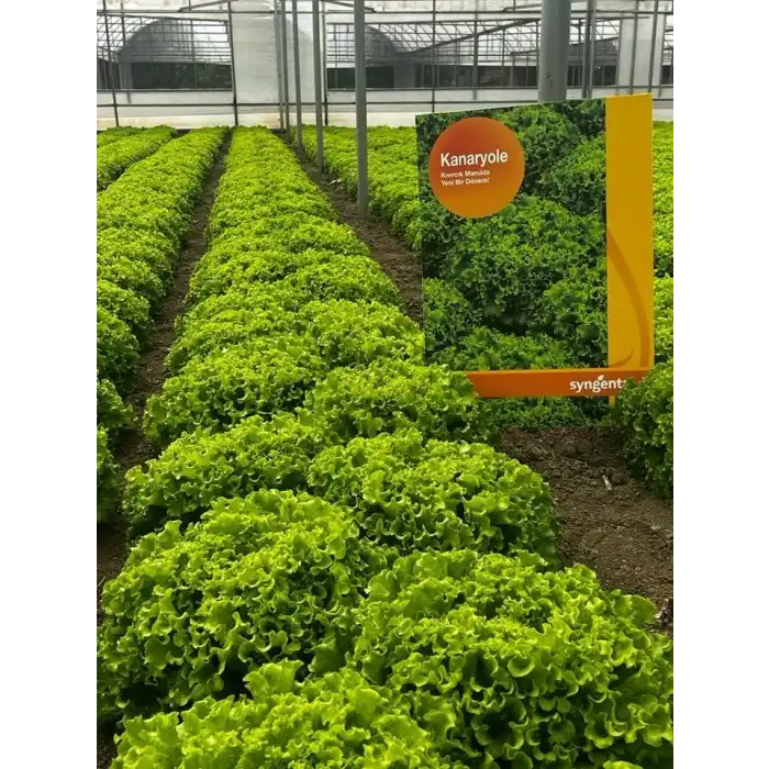 Kanaryole Kıvırcık Marul Tohumu 5.000 Adet