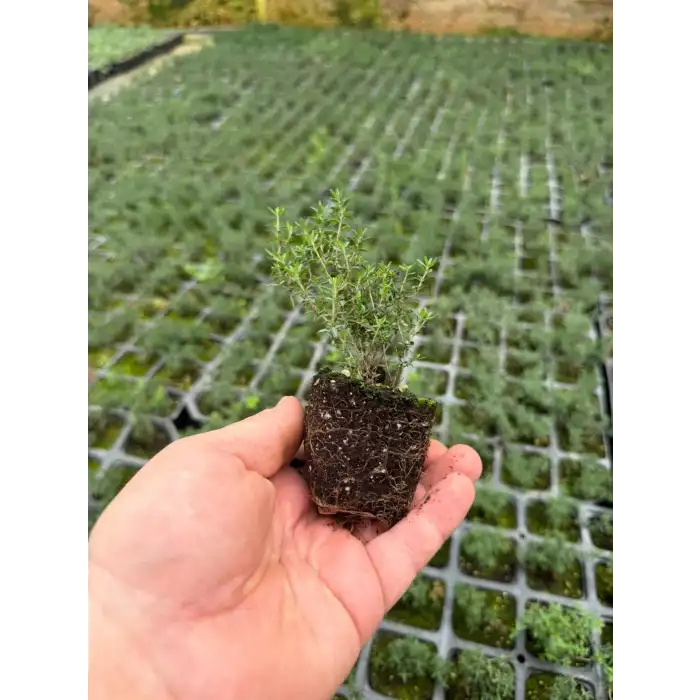 Kekik Fidesi 48 Adet