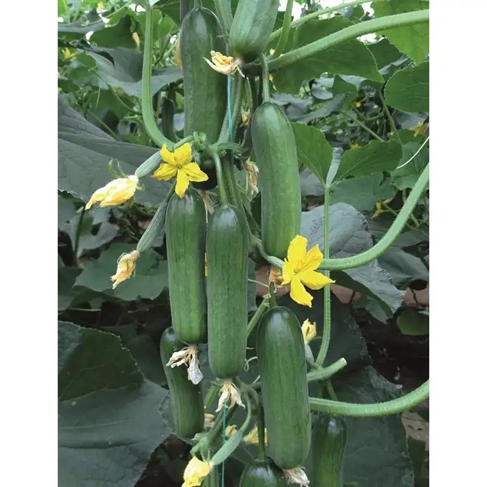 Kıtır F1 Silor Hıyar Fidesi