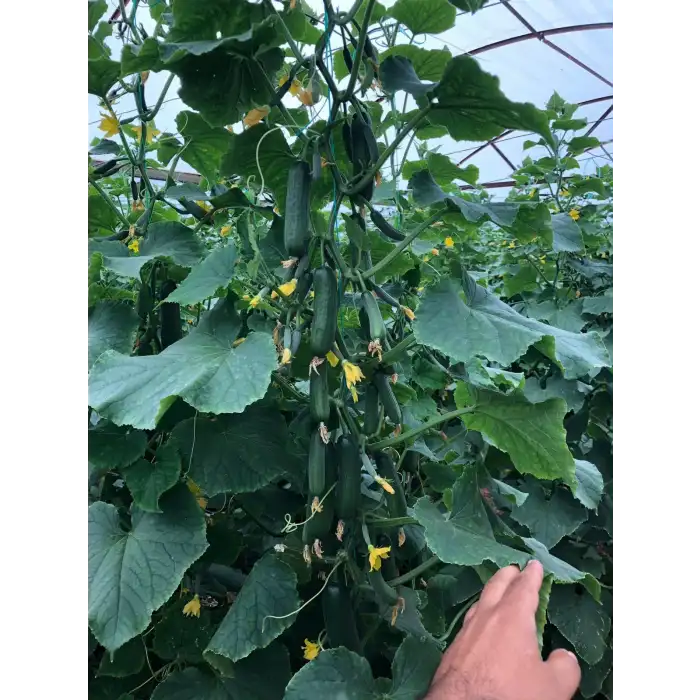 Kıtır F1 Silor Hıyar Fidesi