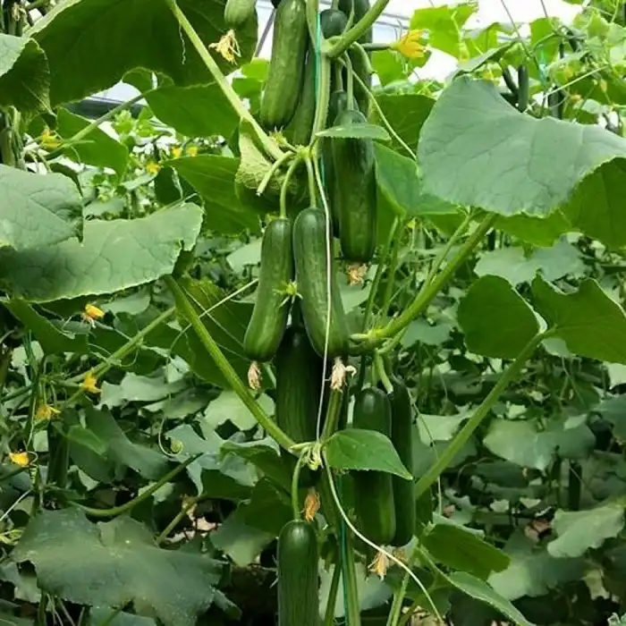 Kıtır F1 Silor Hıyar Fidesi