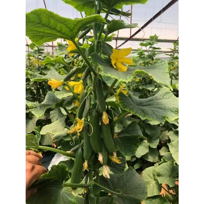 Kıtır F1 Silor Hıyar Fidesi