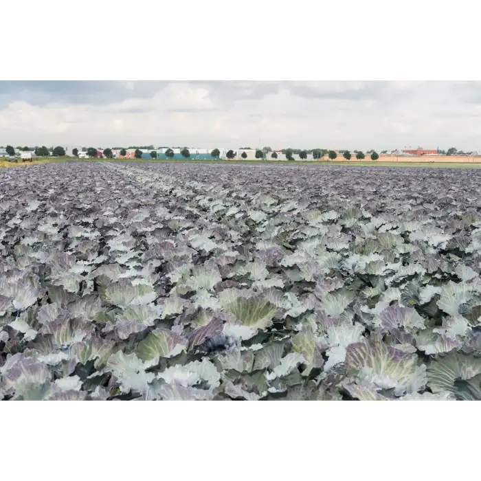 Klimaro F1 Kırmızı Lahana Fidesi