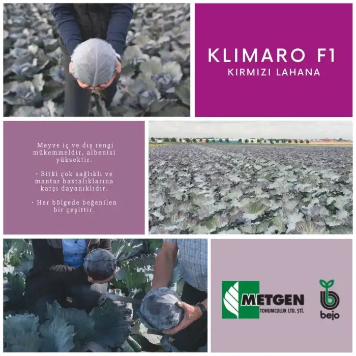 Klimaro F1 Kırmızı Lahana Fidesi