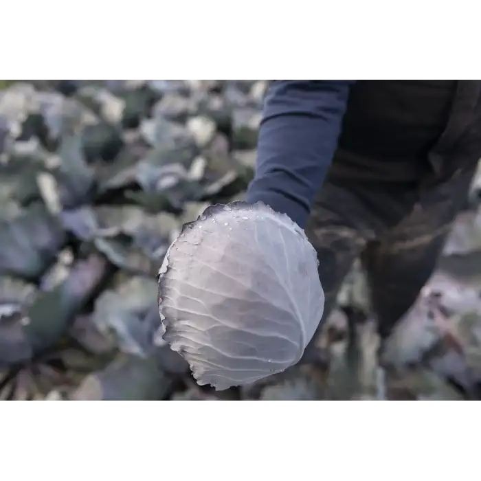 Klimaro F1 Kırmızı Lahana Fidesi