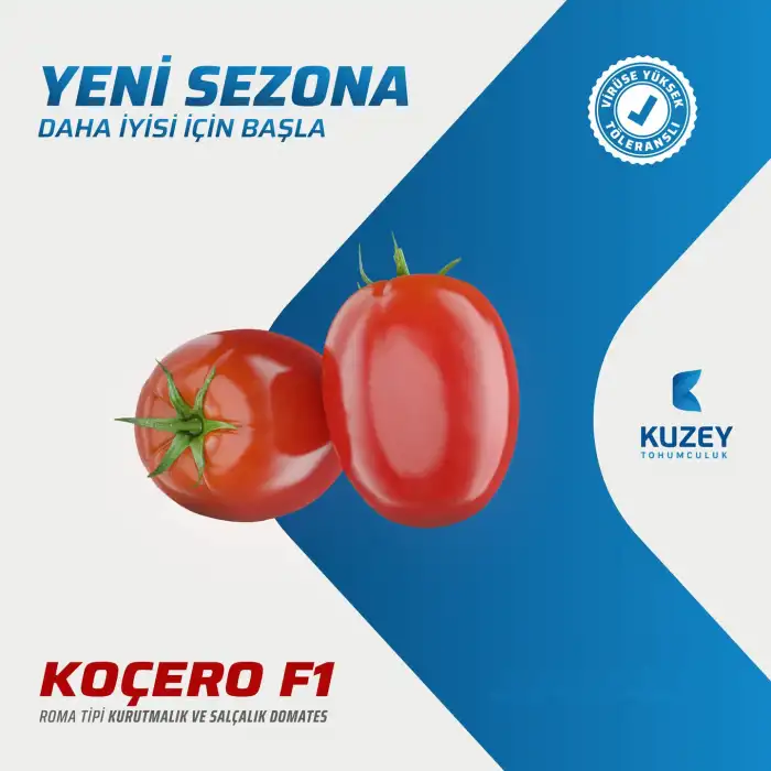 Koçero F1 Salçalık Domates Fidesi