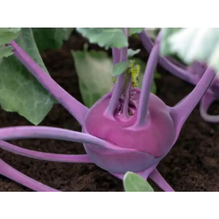 Kolibri F1 Kırmızı Alabaş Fidesi