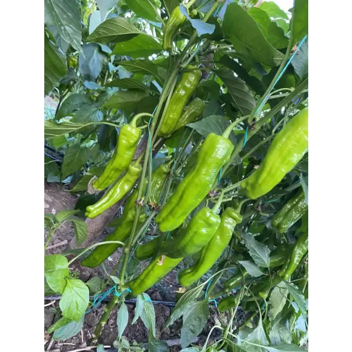 Krater F1 Üçburun Biber Fidesi