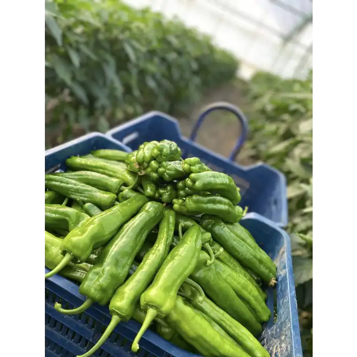 Krater F1 Üçburun Biber Fidesi