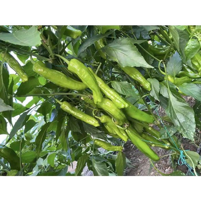 Krater F1 Üçburun Biber Fidesi