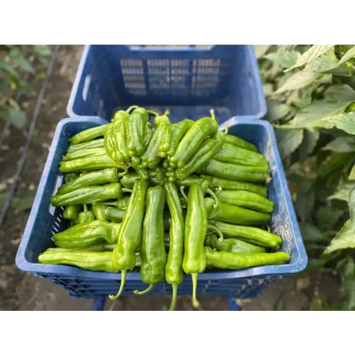 Krater F1 Üçburun Biber Fidesi