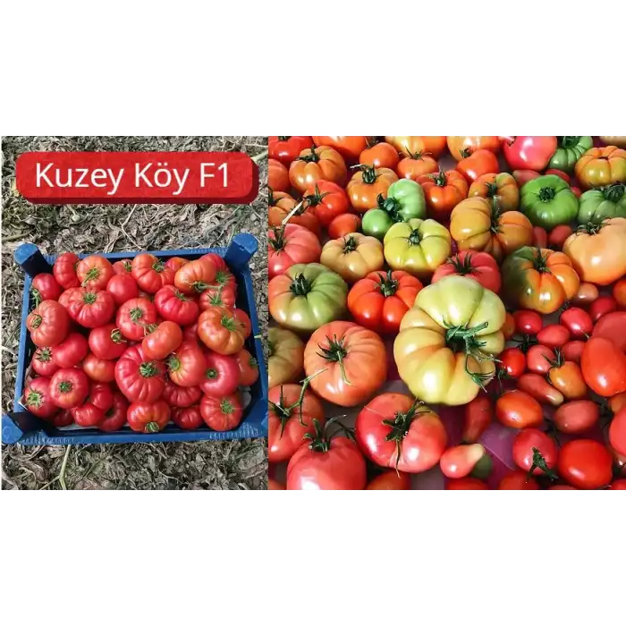 Kuzeyköy F1 Domates Tohumu 1.000 Adet