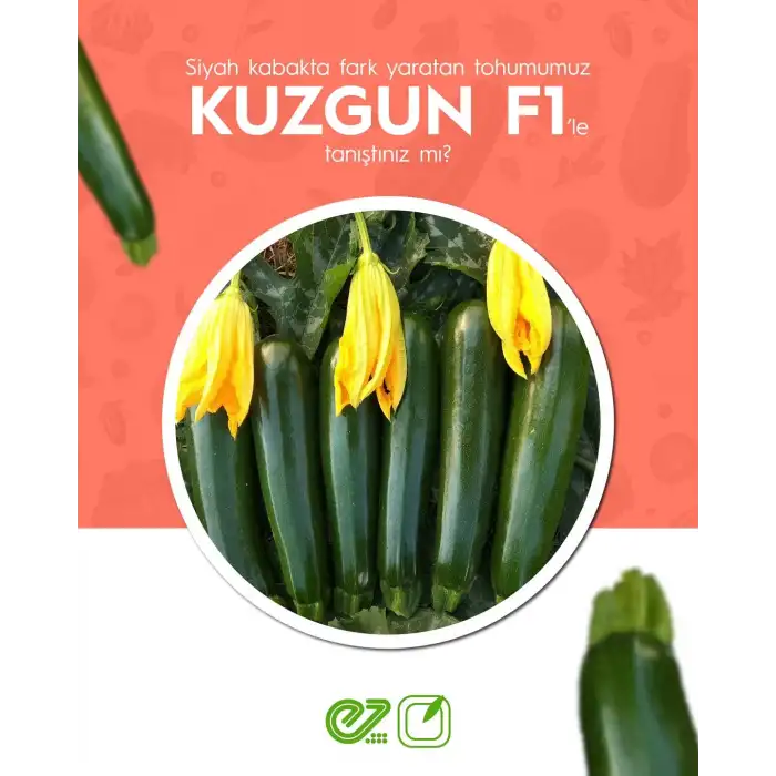 Kuzgun F1 Siyah Kabak Tohumu 1000 Adet