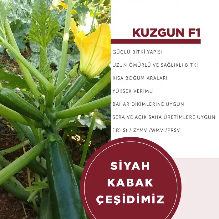 Kuzgun F1 Siyah Kabak Tohumu 1000 Adet