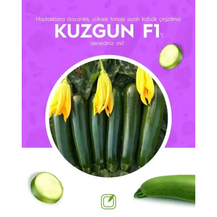 Kuzgun F1 Siyah Kabak Tohumu 1000 Adet