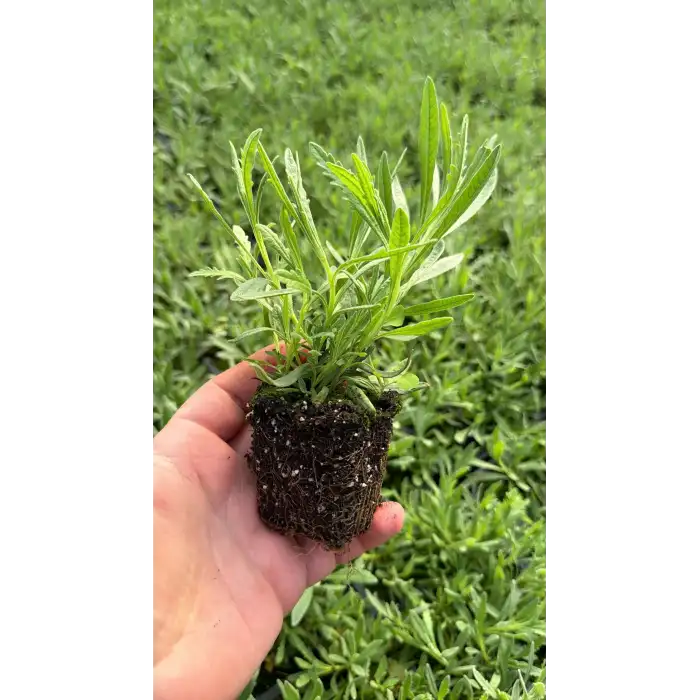 Lavanta Fidesi 48 Adet