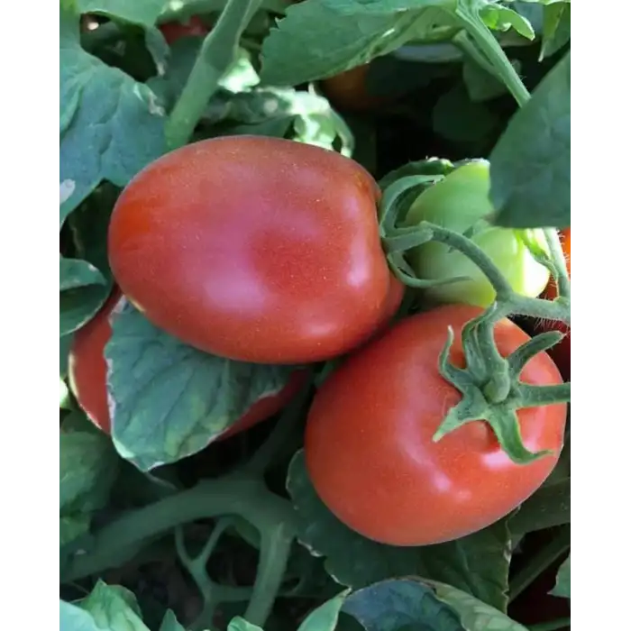 Lerota F1 Salçalık Domates Fidesi