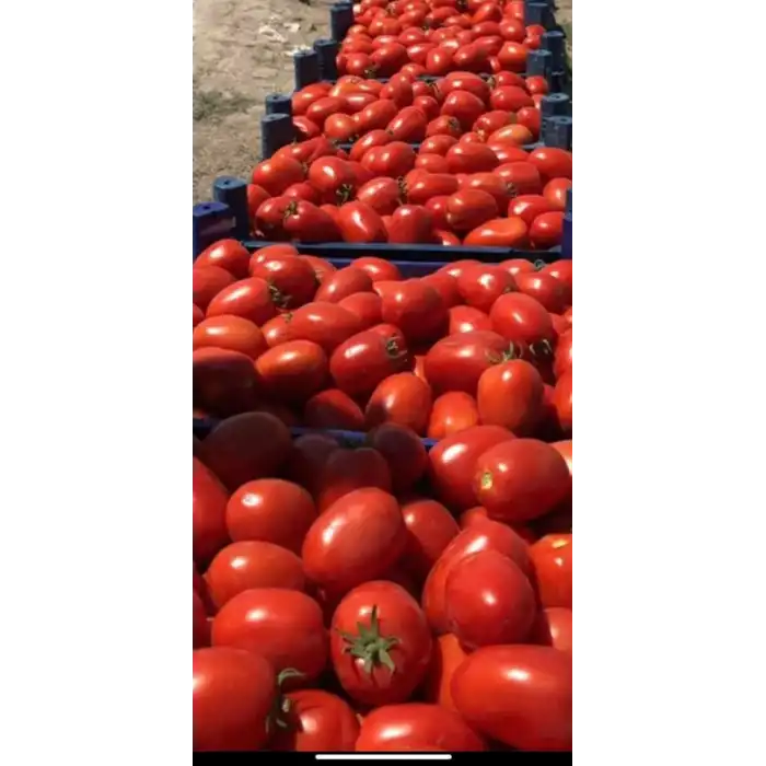 Lerota F1 Salçalık Domates Fidesi