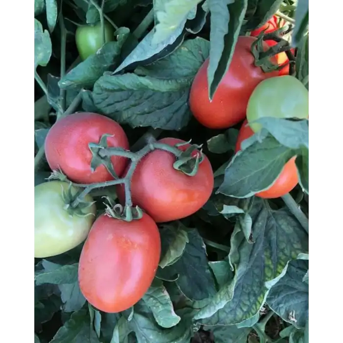 Lerota F1 Salçalık Domates Fidesi