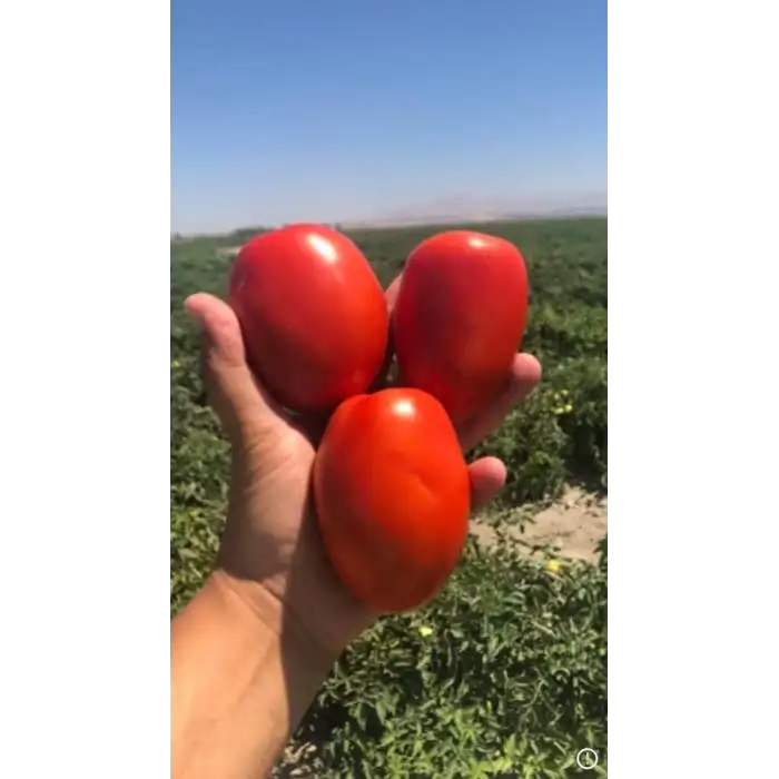 Lerota F1 Salçalık Domates Fidesi