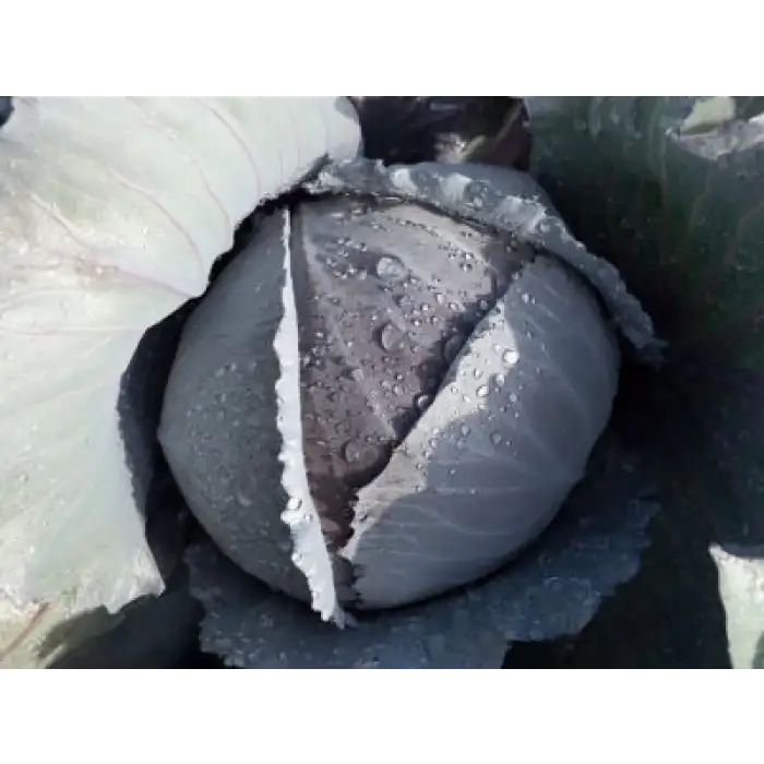 Maestro F1 Kırmızı Lahana Fidesi