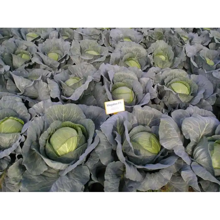 Megaton F1 Beyaz Lahana Fidesi