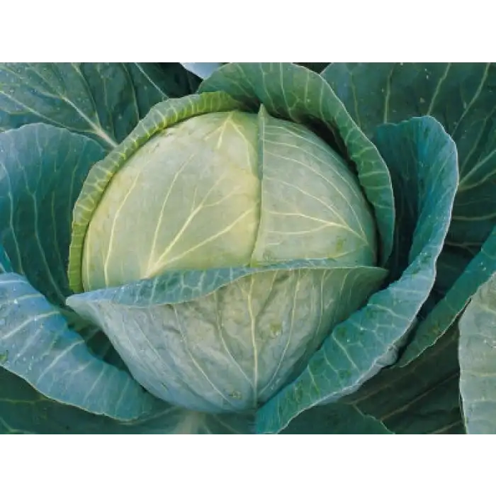 Megaton F1 Beyaz Lahana Fidesi