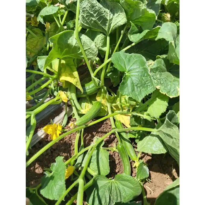 Milad F1 Tarla Hıyarı Fidesi