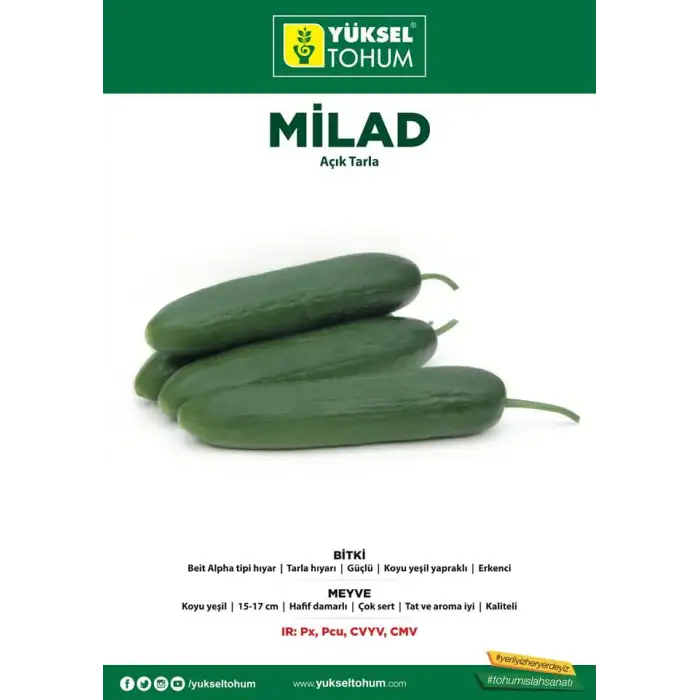 Milad F1 Tarla Hıyarı Fidesi